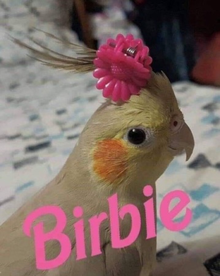 Birbie, a cockatiel with a pink flower clip on her crest